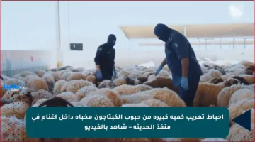 إحباط تهريب كمية كبيرة من حبوب الكبتاجون مخبأة داخل أغنام في منفذ الحديثة – شاهد بالفيديو